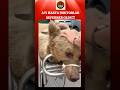 Hastalanan ayının MR’ını çektiler #animal #bear #ytshorts