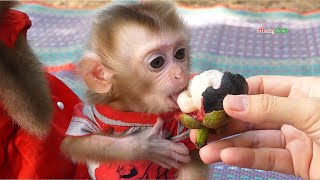 Good Job! Little Pruno Can Eat Fruit Himself Successfully, Mom Happy Training Tiny Pruno Eat Fruit