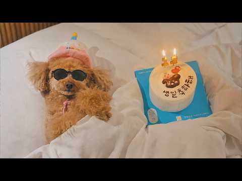 It's My Dog Ryua's 12th Birthday!! . Summer Glam Camping ASMR