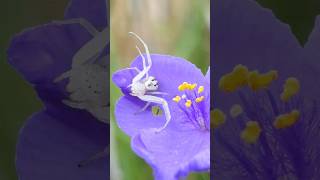 Swift Crab Spider stretches its legs