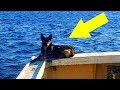 Hund fällt in den Ozean, Wochen später bekommt der Besitzer einen seltsamen Anruf