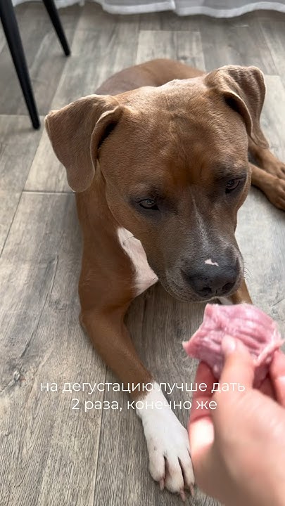 Дорого? Или лучше корм? - YouTube