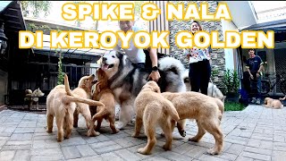 SPIKE NALA DI KEROYOK GOLDEN ! GEMES !