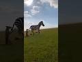 Donkey Says NO Free Rides! Hyena Falls Straight to the Ground 😂🐴💨”