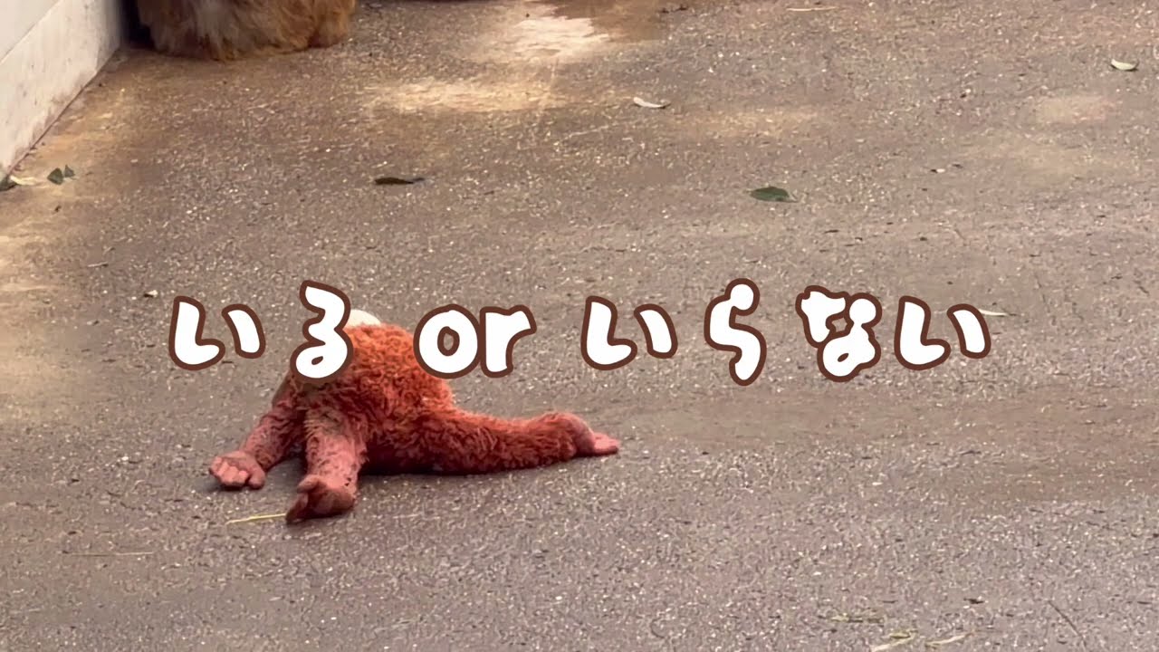 オランママと一緒♡市川市動植物園の人工哺育のさるの赤ちゃん🐒パンチくん