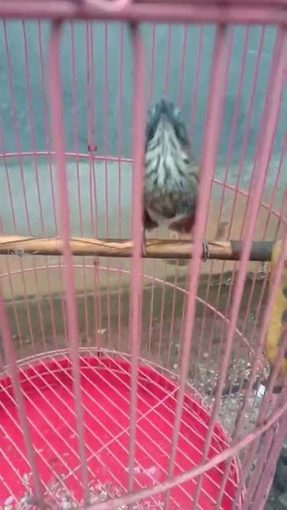 burung ciung air gacor