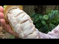 HOT CHOCOLATE FROM CACAO POD - YouTube