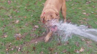 Dog De Bordeaux   Zuzu loving the hose pipe.