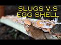 Testing Egg shells against snails and slugs Ep 4/9 *Slug barrier tests*