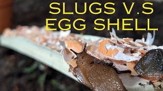 Testing Egg Shells Against Snails And Slugs Ep 49 Slug Barrier Tests