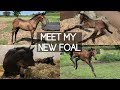 I BOUGHT A FOAL!!!