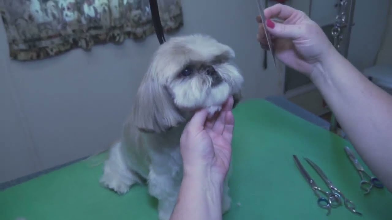 ShihTzu Trim Instruction YouTube