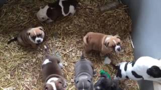 Building Confidence and Desensitizing your puppies by PapapitTV Ramos 6,961 views 7 years ago 52 seconds