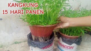 Cara menanam kangkung di ember cat 15 hari panen