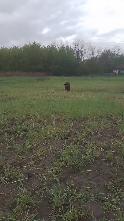 дикі свині на городі - YouTube