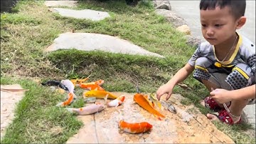 Cậu bé mũ vàng bắt cá cảnh dễ thương, cá koi , cá beta , cá chép, cá trê , cá trắm , cá vàng , cá đỏ