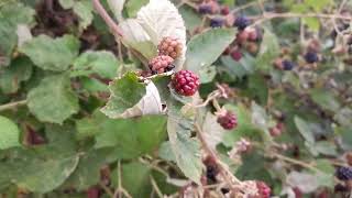 Blackberry  it's free for everyone