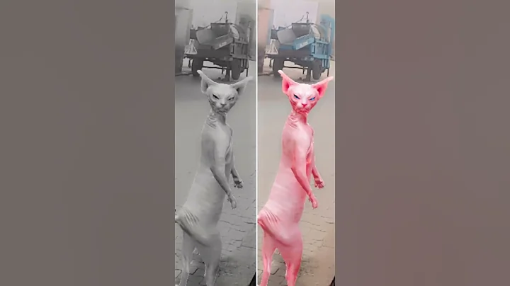 Video 11868991: dancing sphynx cat, cat funny dance