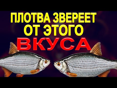 Плотва на рыбалке звереет от этого вкуса опарыша