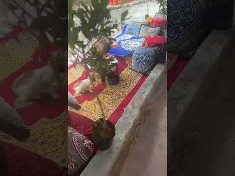 Cafe Restaurant Adrar By The River In Morocco Morocco Travel