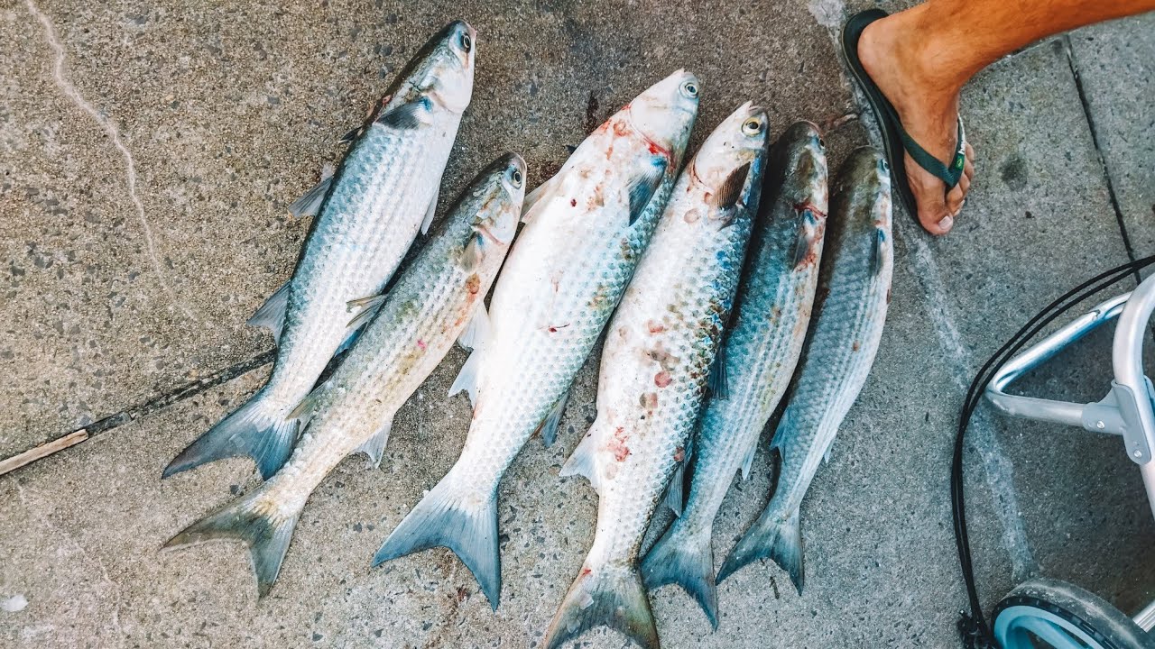 TAINHAS PESCADAS COM VARA DE PESCA, ISCA E ANZOL NO MAR DO RIO GRANDE DO SUL!