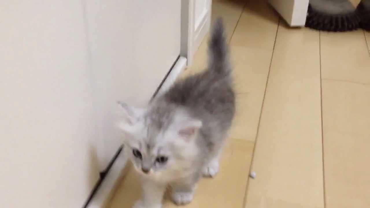 可愛い画像 部屋に侵入する赤ちゃんネコ baby cat into the room