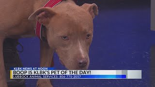 Boop is KLBK's Pet of the Day!