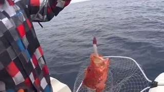 Pesca de san Martines a jigging , Cabracho , Cuco y Pulpo. santander