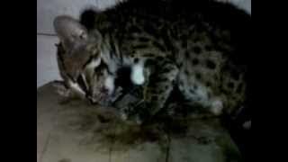 VID 00001-20120525-1749.3GP