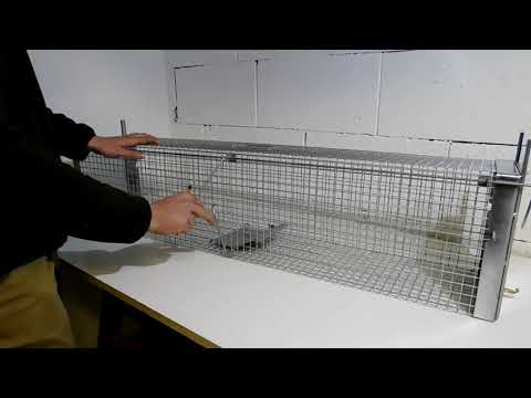 Video: Ako Sušiť Lišky