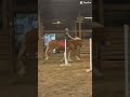 Last one! #viral #horse #equestrianjourney #equestrian #edit #pony #horselove #horseriding