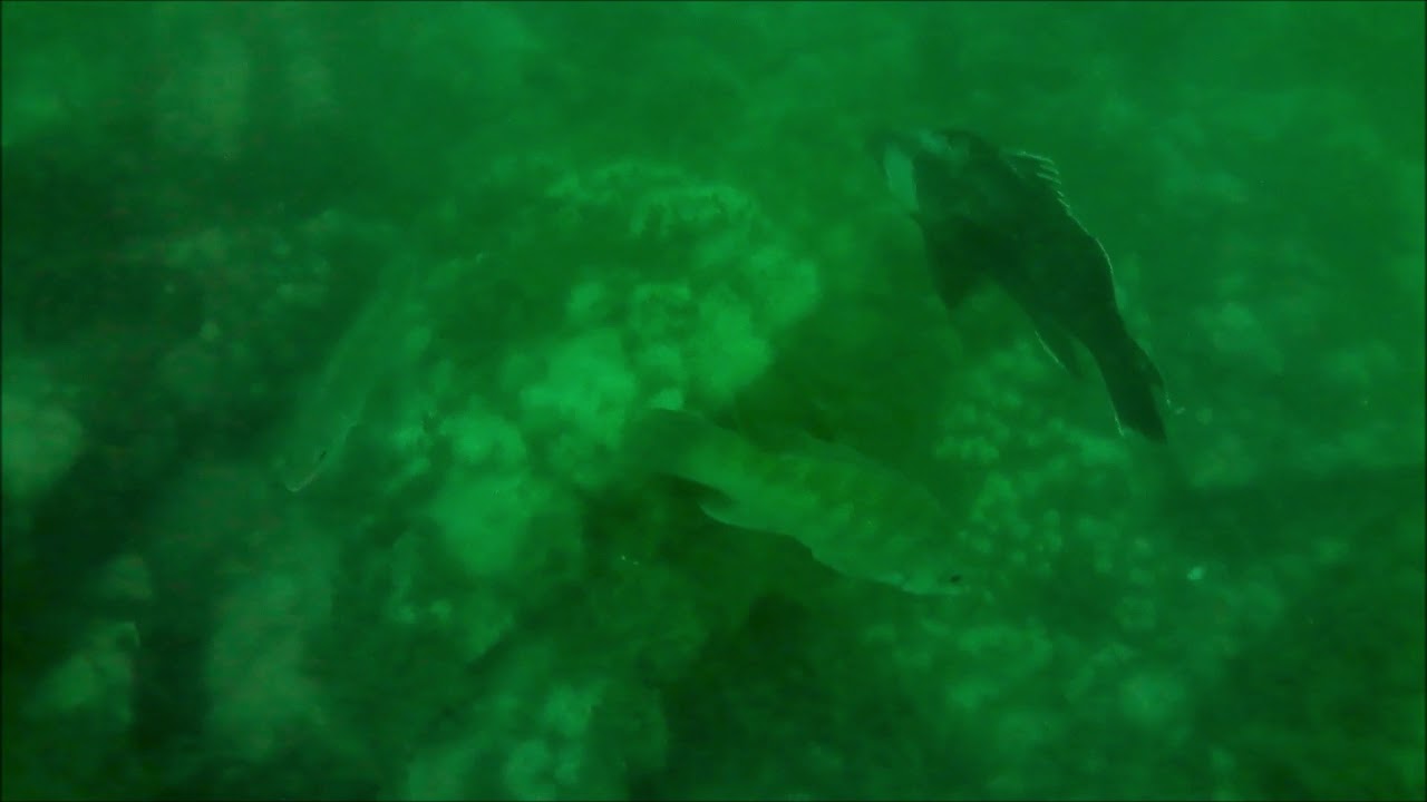 Under Water View of New Jersey Reef Site. 