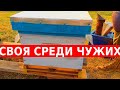 Спасение ценной пчеломатки 3 серия/сибирский пчелоблог май 2023