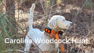 Famous Carolina Woodcock Hunt! Wealth