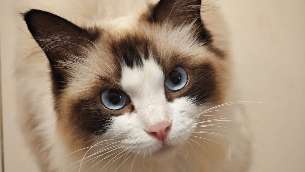 不是所有的猫都爱抱抱