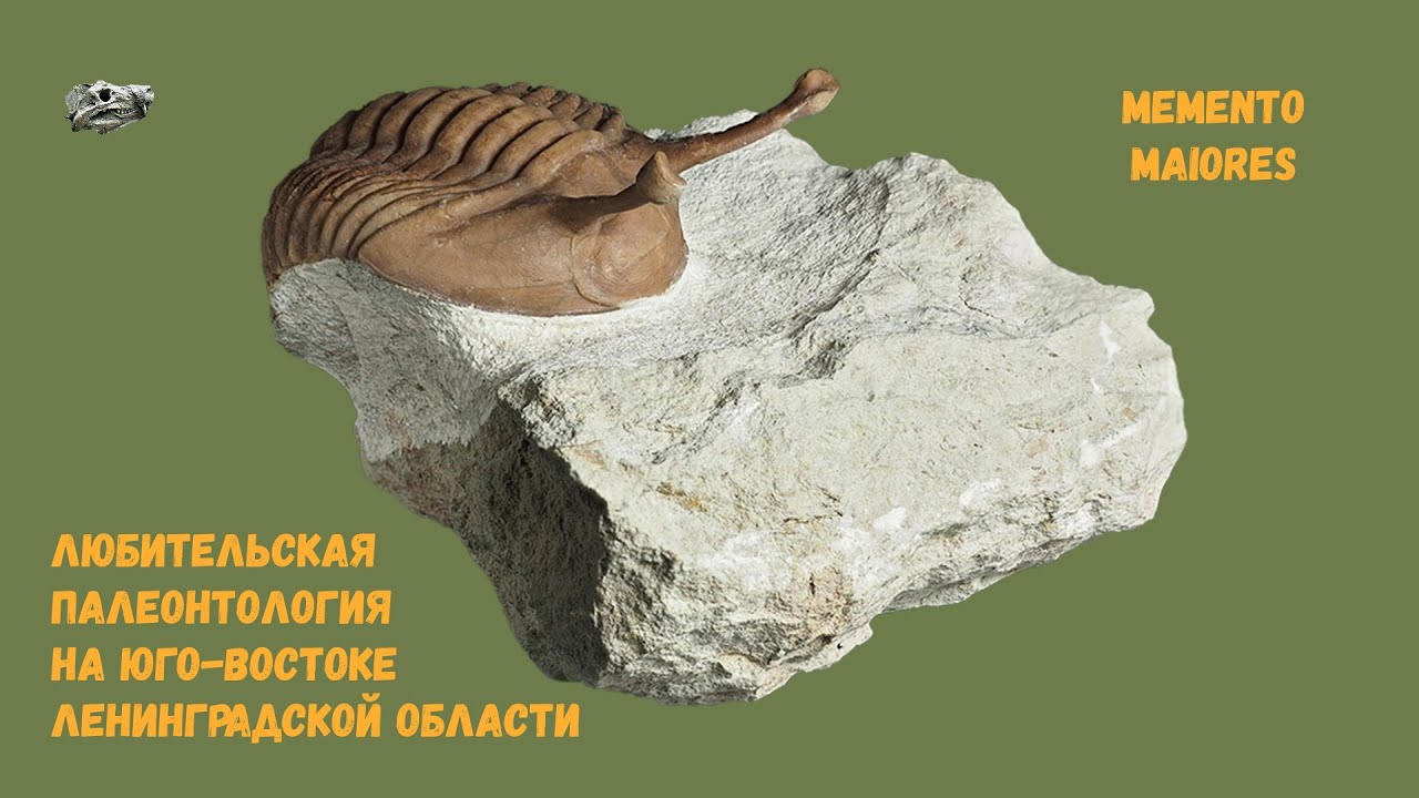 Любительская палеонтология на юго-востоке Ленинградской области - YouTube