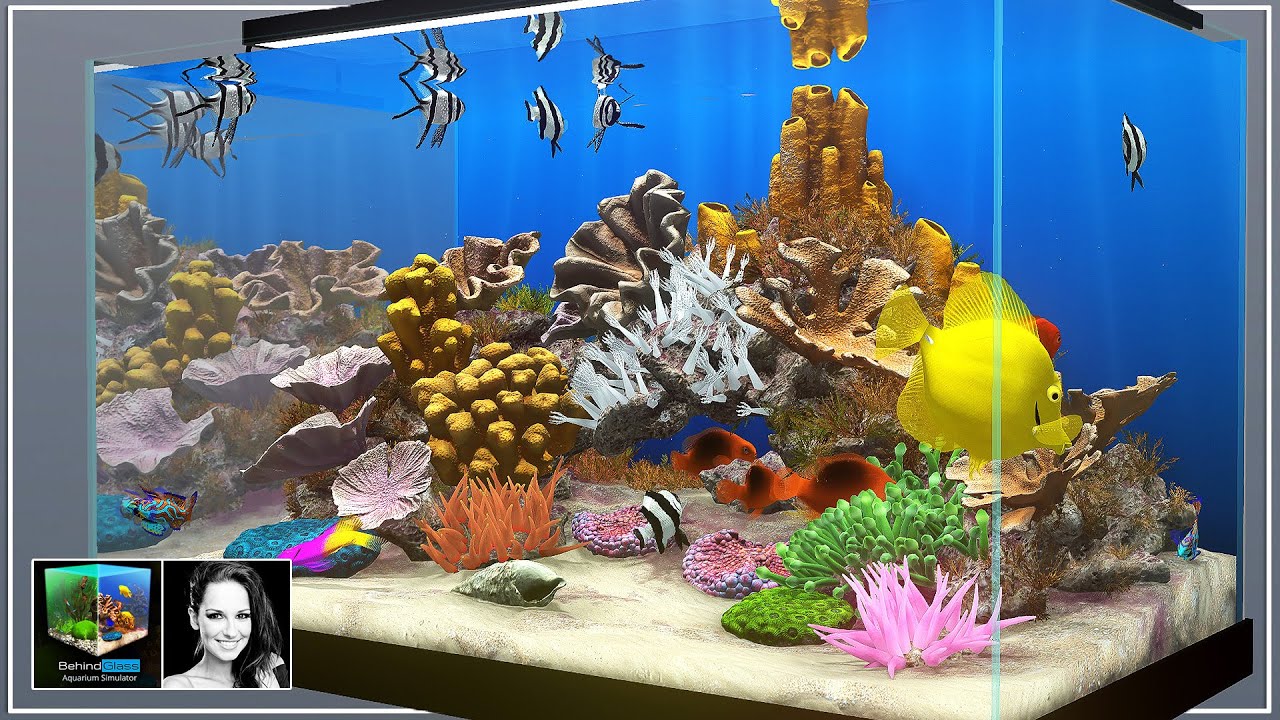  Behind Glass Aquarium Simulator First Look YouTube