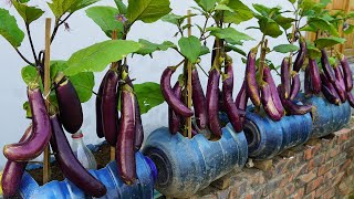 Growing Eggplants 5X Bigger Harvest Than Ever Before