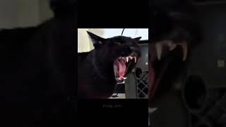 Skinwalker cat ☠️ #edit #foryou #horror #cat #viralshort #phonk #reaction #trollface #subscribe #4k