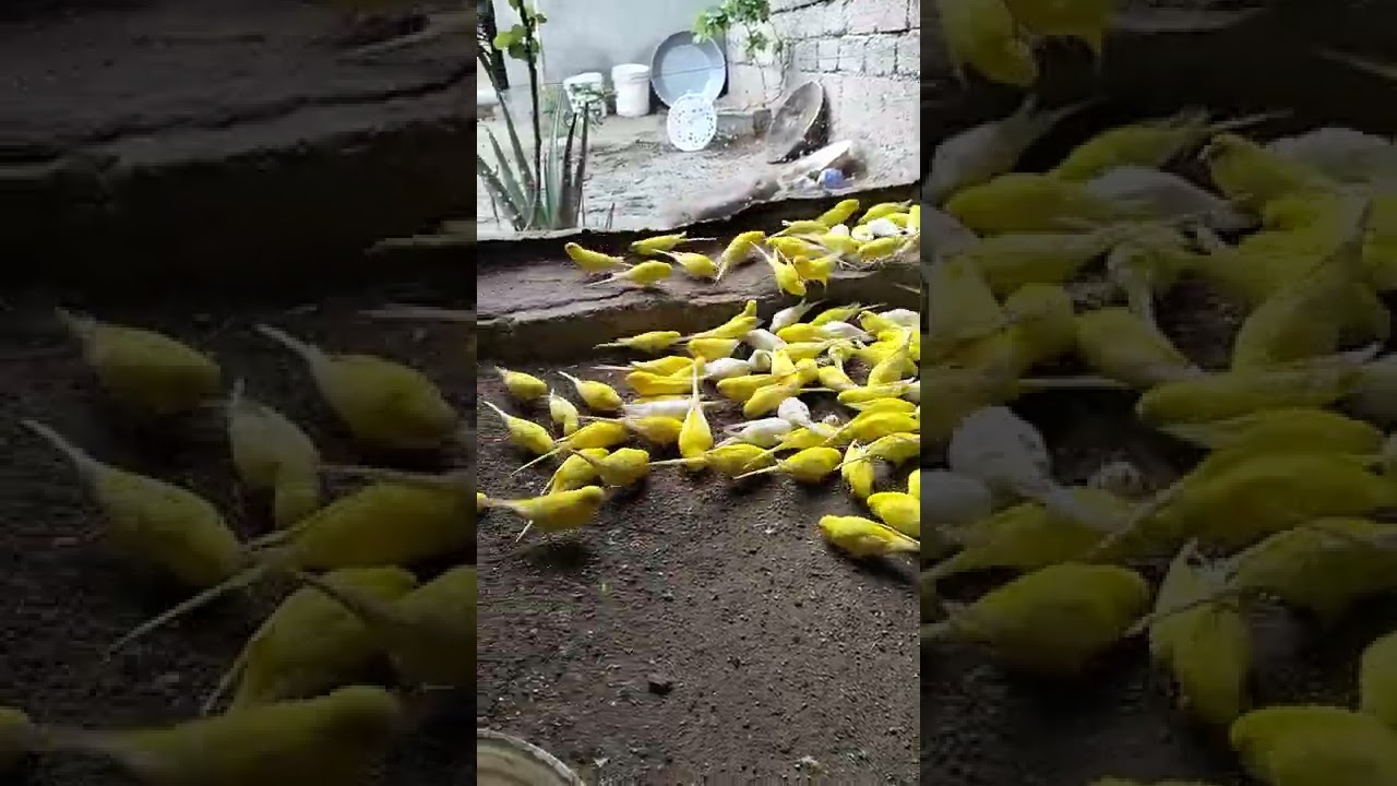 Yellow birds. 