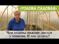 Голова садовая - Чем опасны нижние листья у томатов. И что делать?