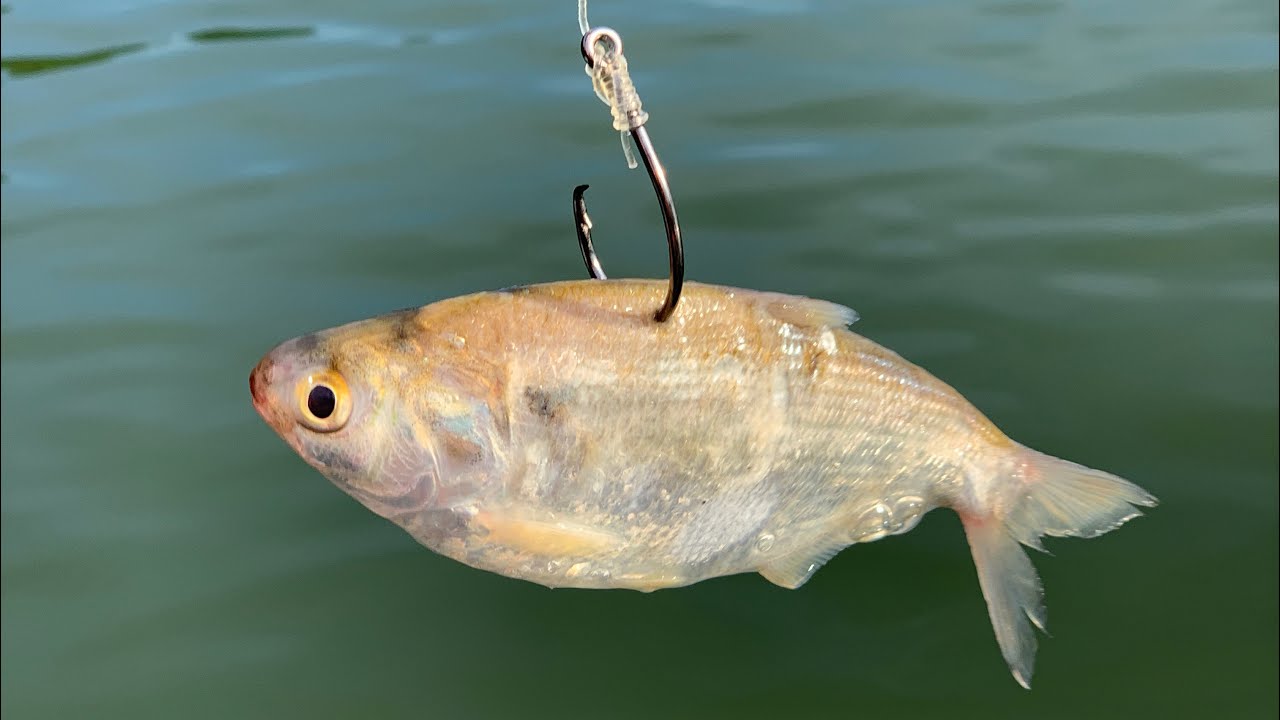 How to Catch Shad and Turn Them Into Catfish 