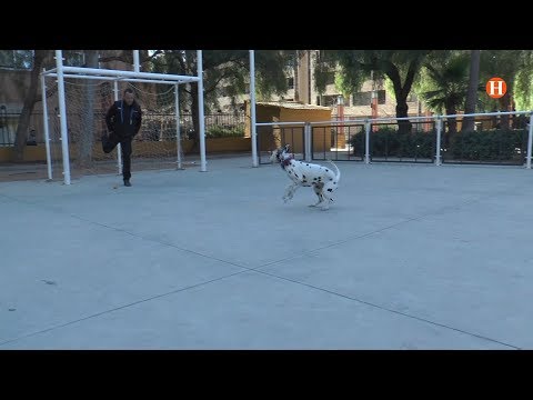 Vídeo: Com Tractar Les Ferides Dels Gossos A Casa