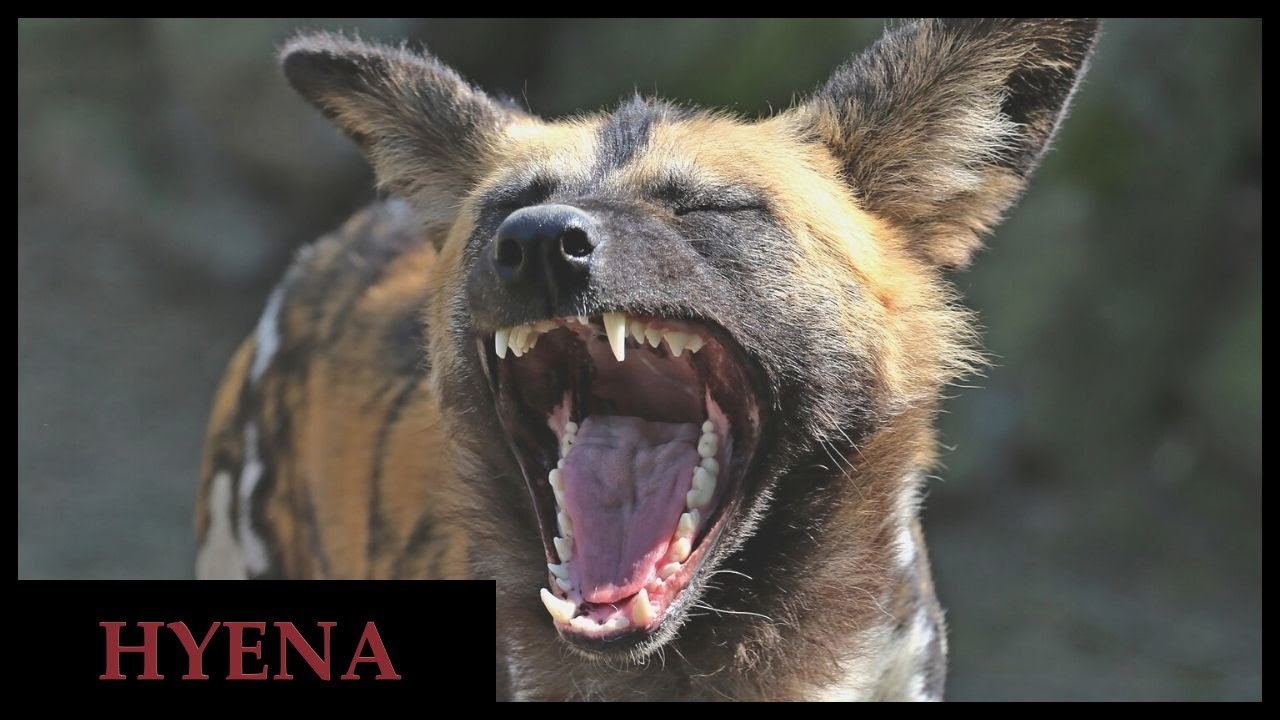 Do all hyena species laugh? Guide to the hyena laugh. - YouTube