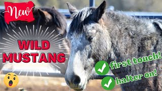 Meet my NEW wild mustang!! | A wild horse's first touch & first time wearing a halter!