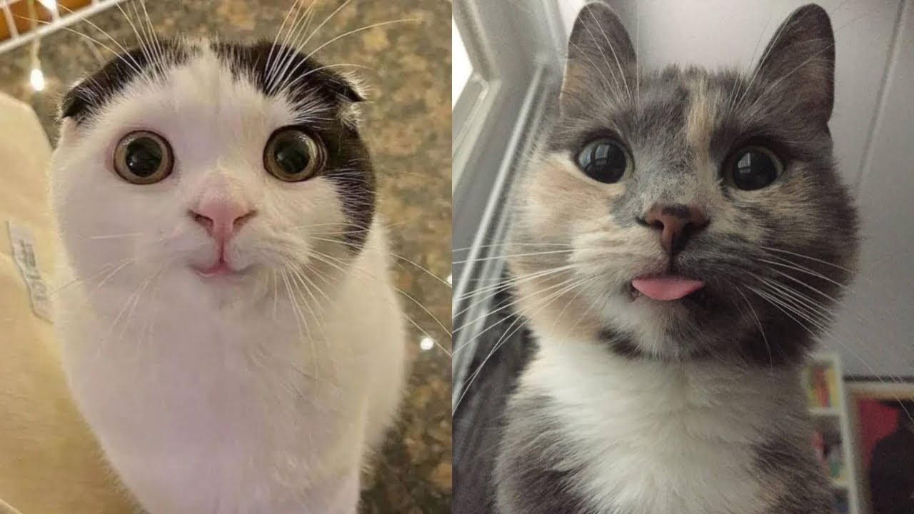 😹🥰 So CUTE it HURTS! Best Cute Cat Moments Ever! 😂🤪