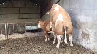 A cow have sex