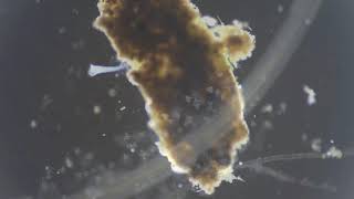 Ciliate behavior: blueprints for dynamic cell biology and microscale robotics screenshot 5