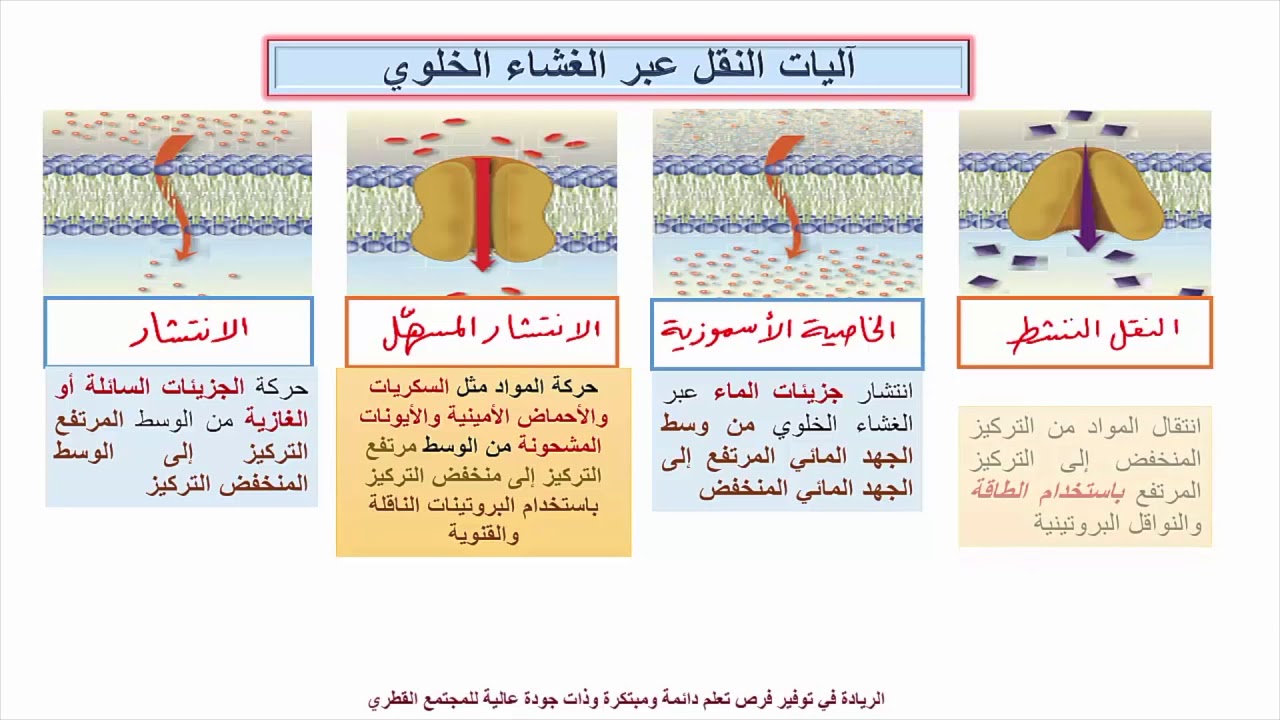 عندما يحتاج انتقال المواد عبر الأغشية إلى طاقة يحدث ......