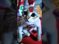 #sweet cute&funny cat#shorts